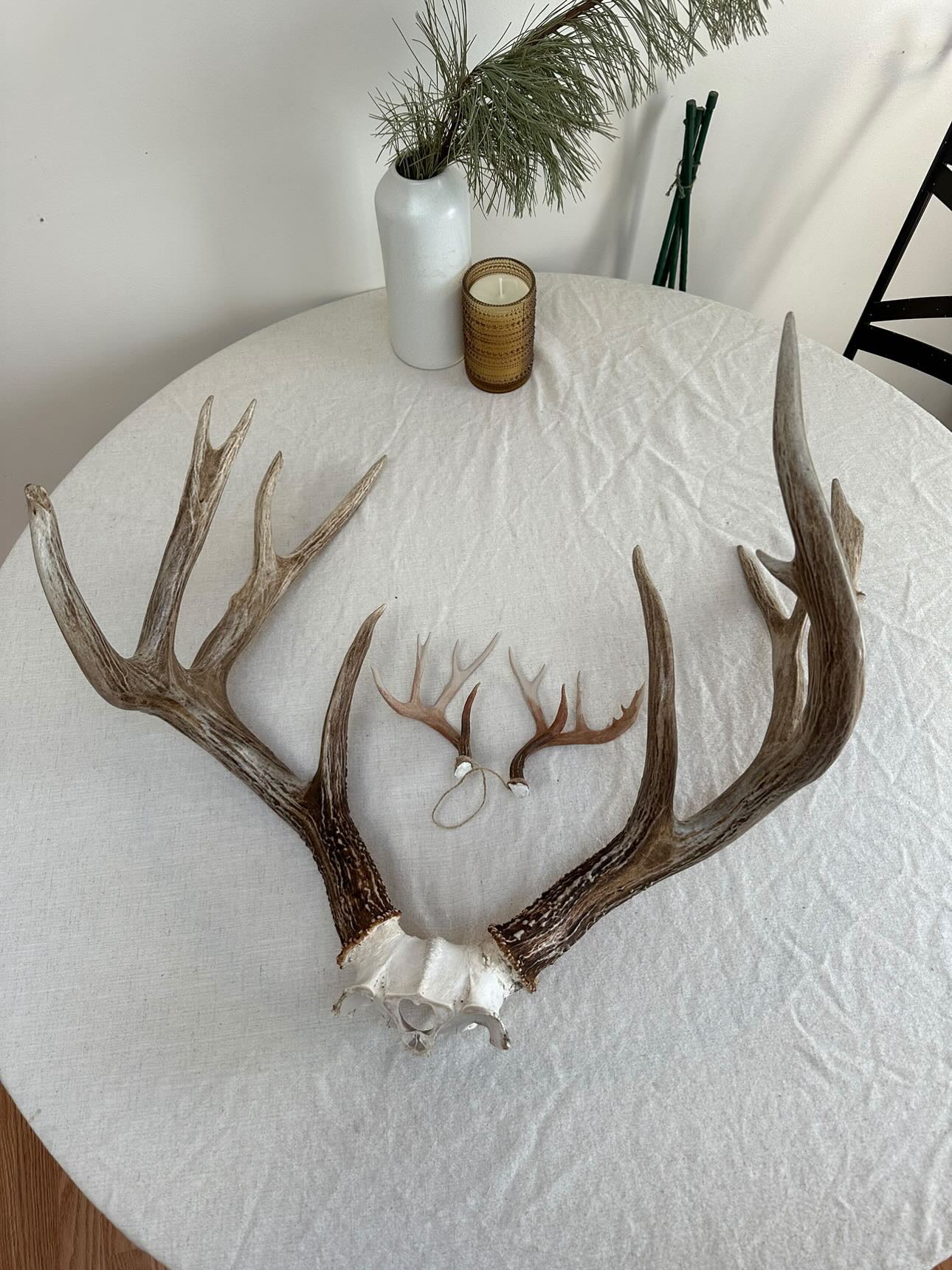 Custom Mini Painted Rack (ANY SPECIES)