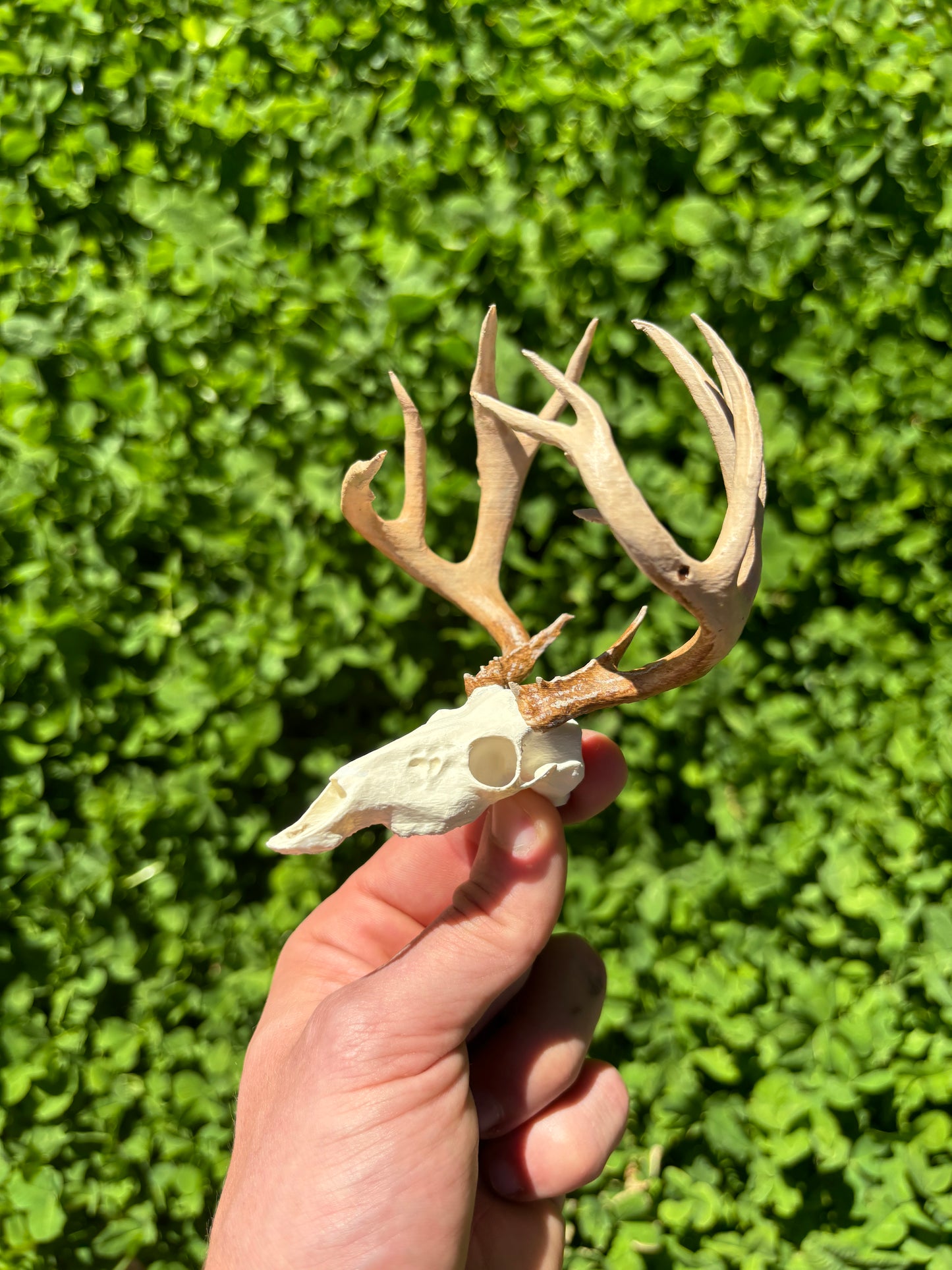 Custom Mini Painted Euro Mount / Skull (ANY SPECIES)