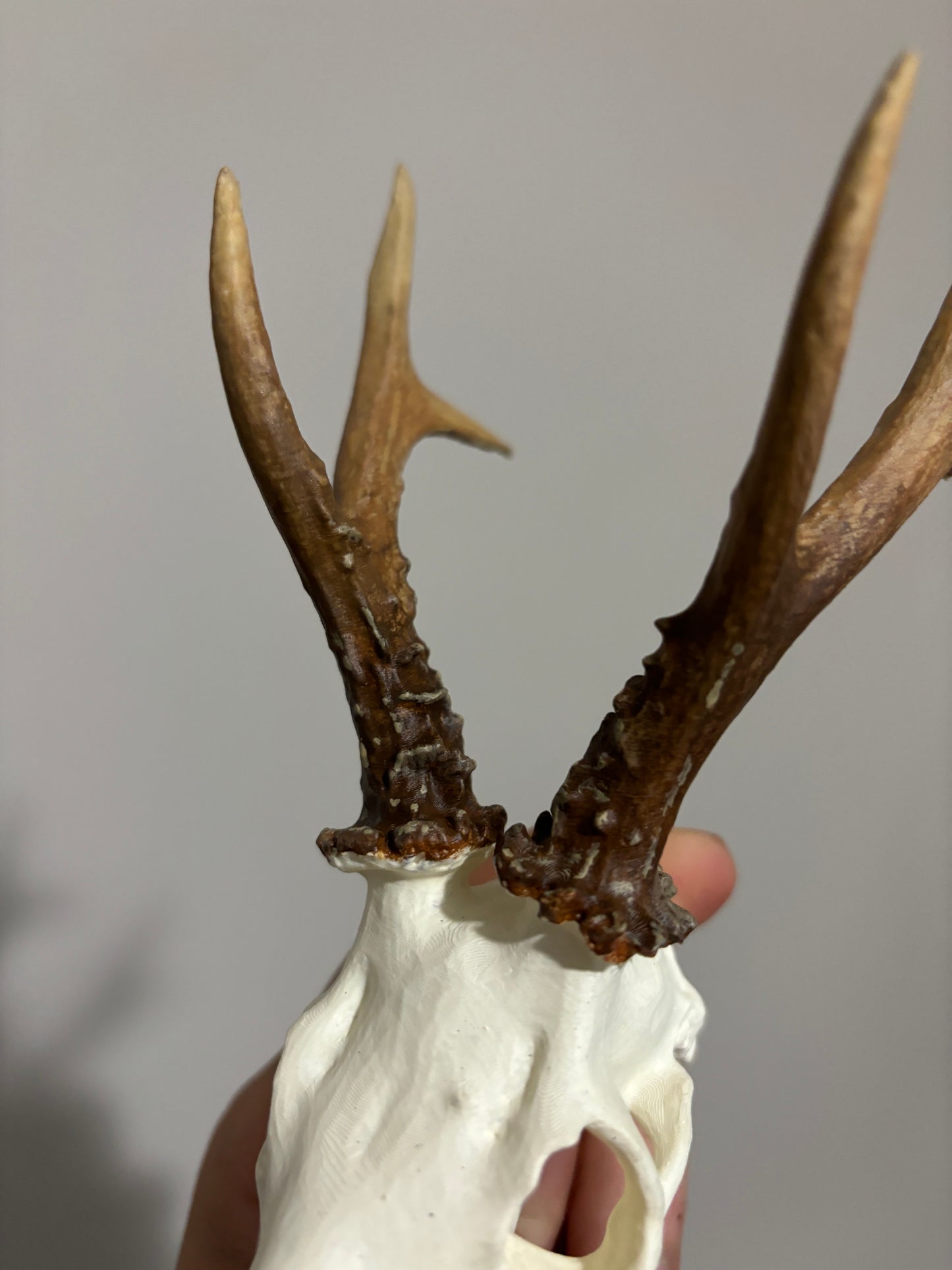 Custom Mini Painted Euro Mount / Skull (ANY SPECIES)