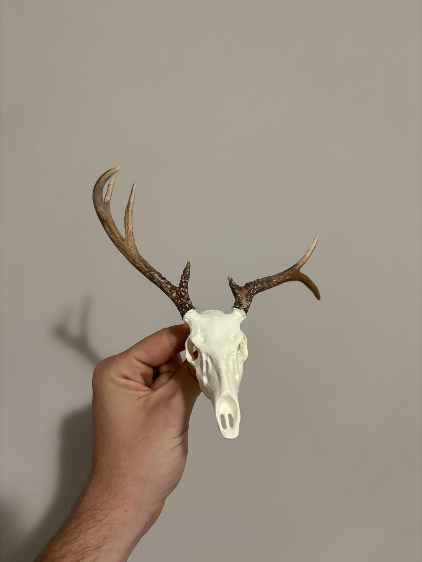 Custom Mini Painted Euro Mount / Skull (ANY SPECIES)