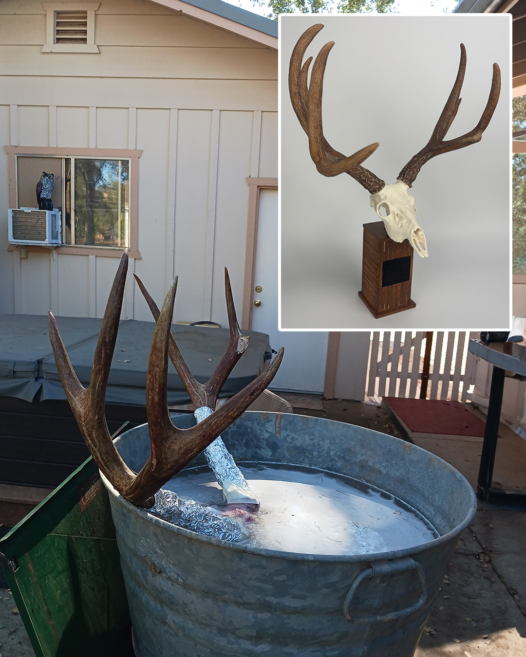Mini Mimics | Painted Euro Mount (White Tail, Elk, and Mule Deer Only) - EXTRA LARGE