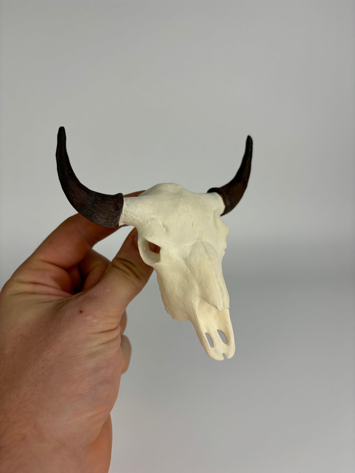 Custom Mini Painted Euro Mount / Skull (ANY SPECIES)
