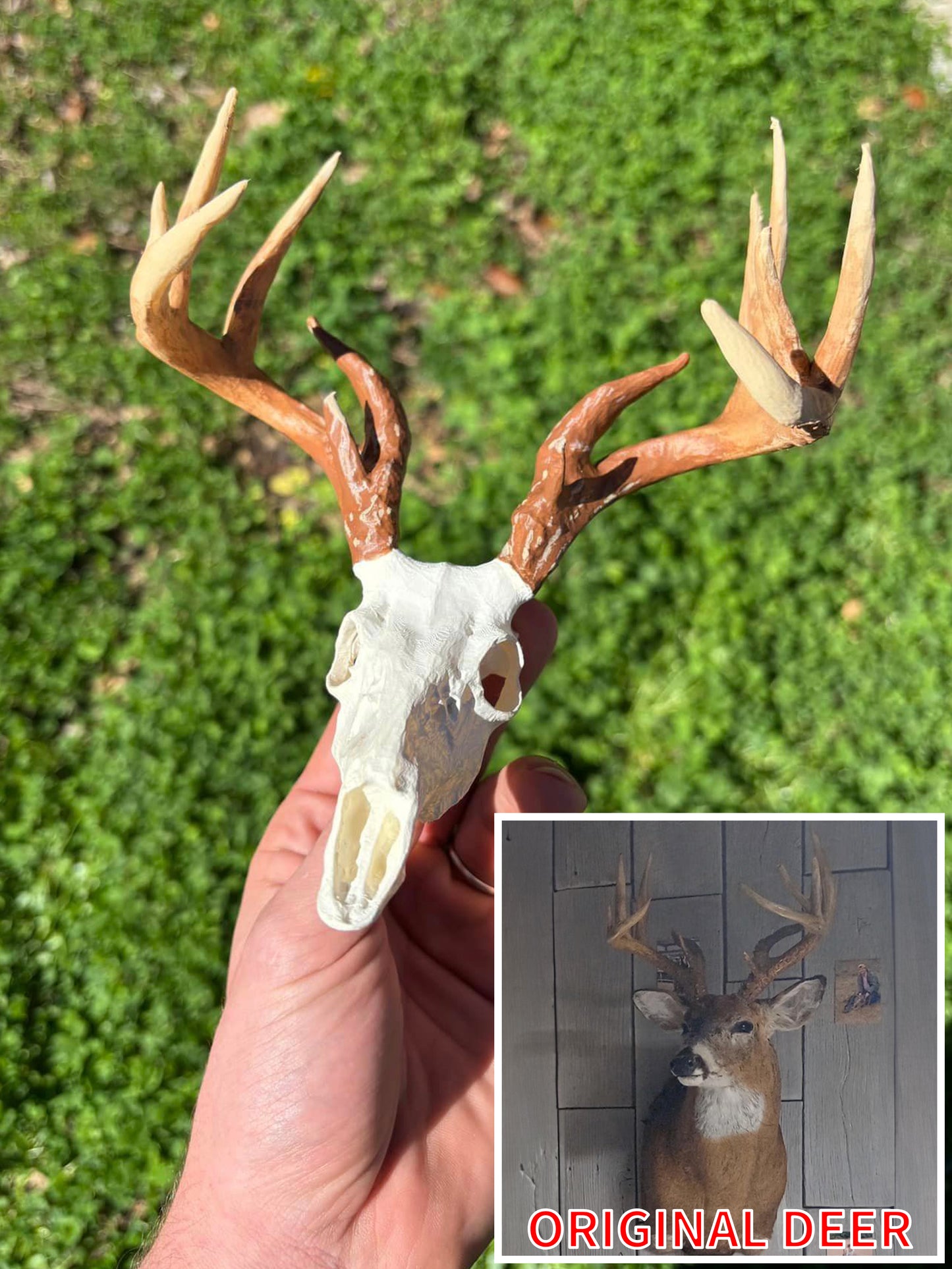 Mini Mimics | Painted Euro Mount (White Tail, Elk, and Mule Deer Only) - EXTRA LARGE