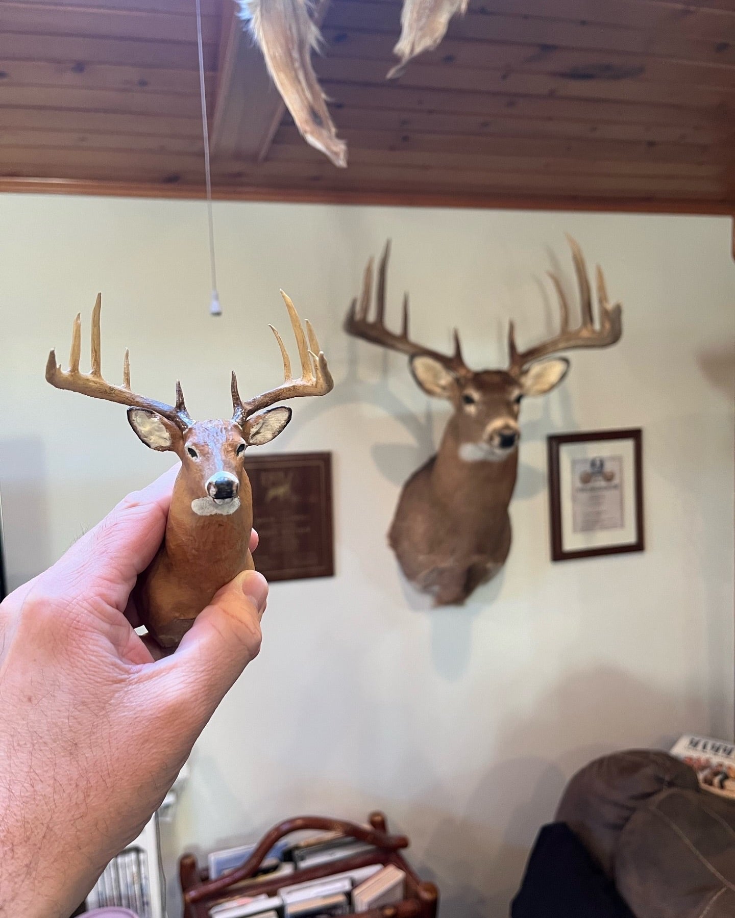 mini shoulder mount, mini whitetail mount, mini deer mount, mini muleys, mini muley mount, mini replica deer mount