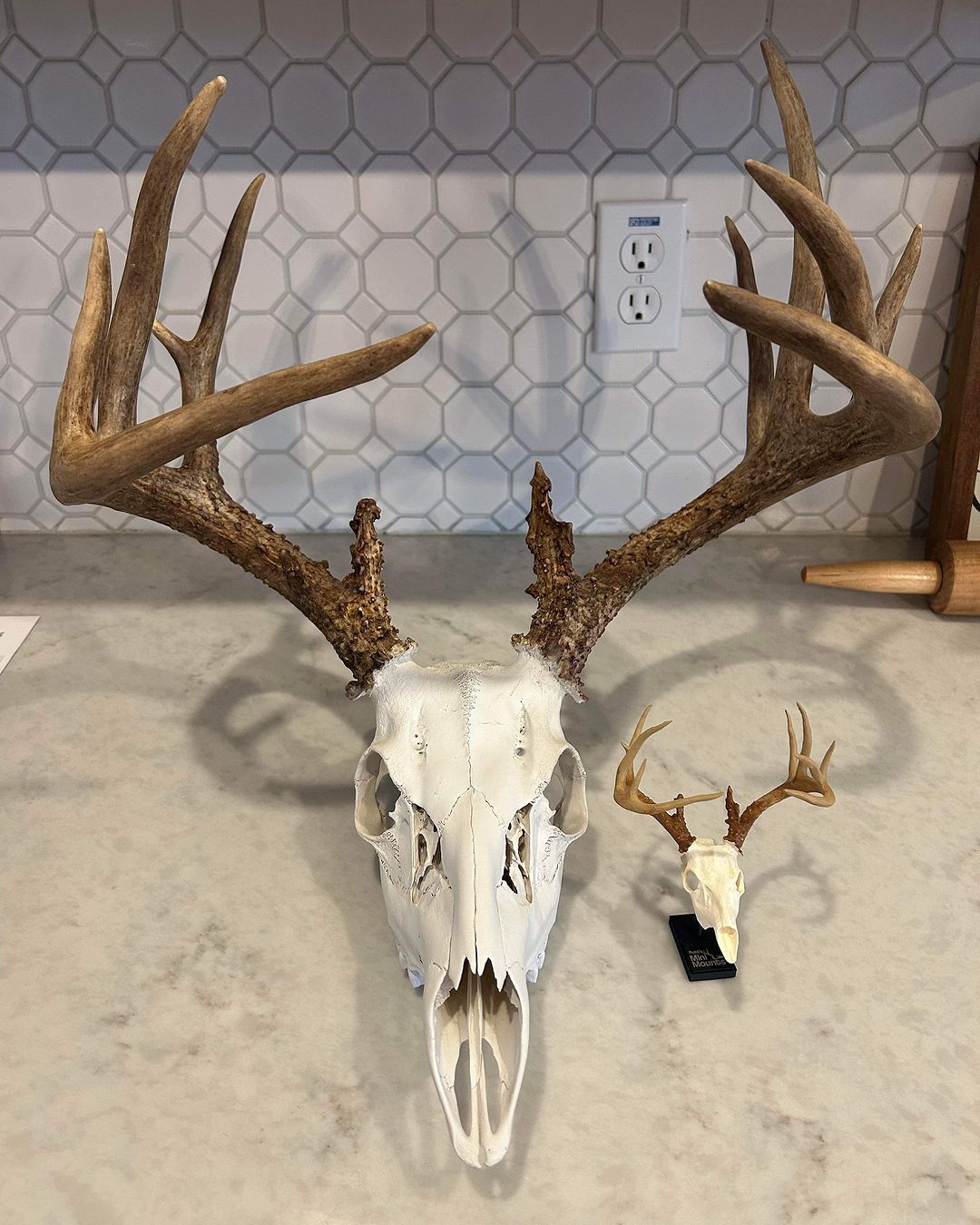 Whitetail european mount discount
