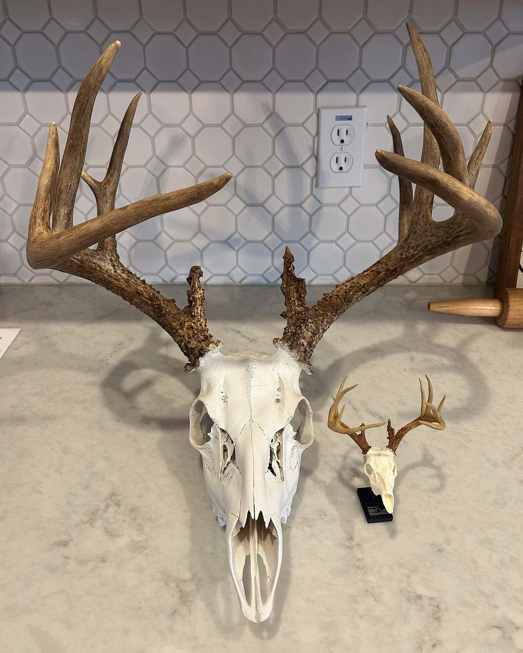 Replica Trophy Mounts | Rutt's Mini Mounts – Raccoon Rigs