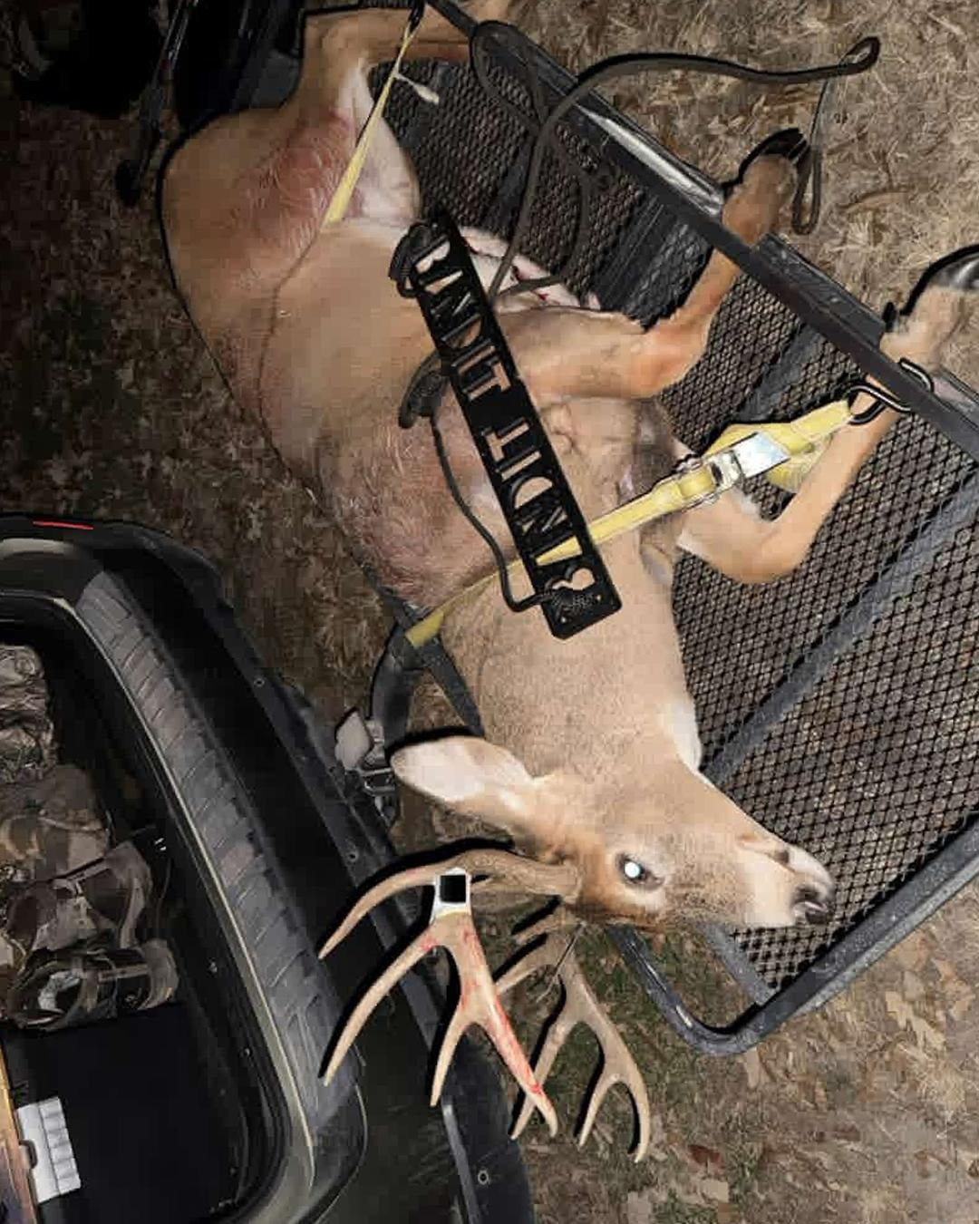 A harvested deer with antlers strapped onto a black metal cart next to a vehicle trunk outdoors at night. A Bandit Climber from Raccoon Rigs is on top of it.