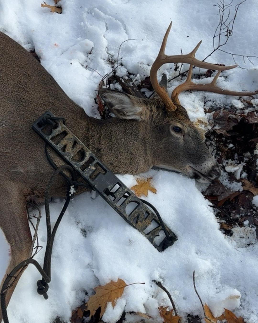 A large buck with antlers lying in snow outdoors. A Bandit Climber from Raccoon Rigs is laying on top of it.