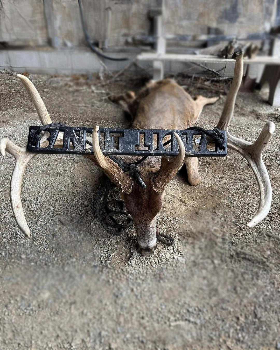 A taxidermy deer head with large antlers displayed on a black metal stand in a rustic barn or shed setting. The deer has the Bandit Climber from Raccoon Rigs in its antlers.