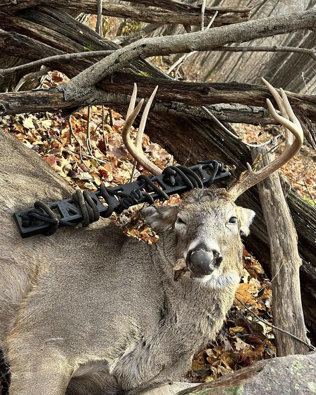 A large buck with antlers lying among fallen leaves and branches outdoors. It has the Bandit Climber from Raccoon Rigs in its antlers.