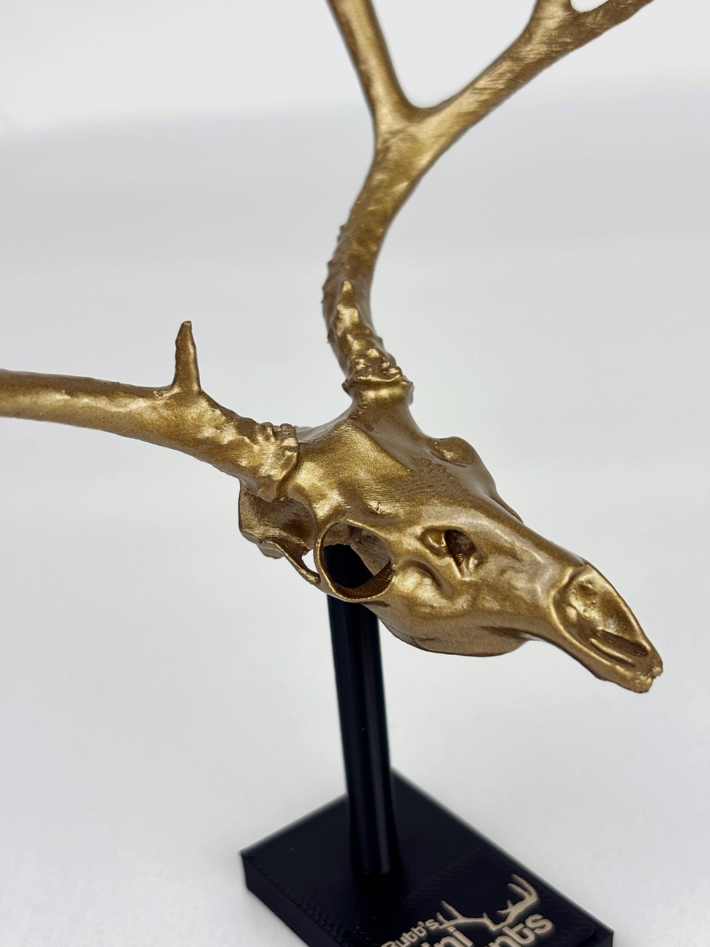 Custom Mini Single Color Euro Mount / Skull (ANY SPECIES)