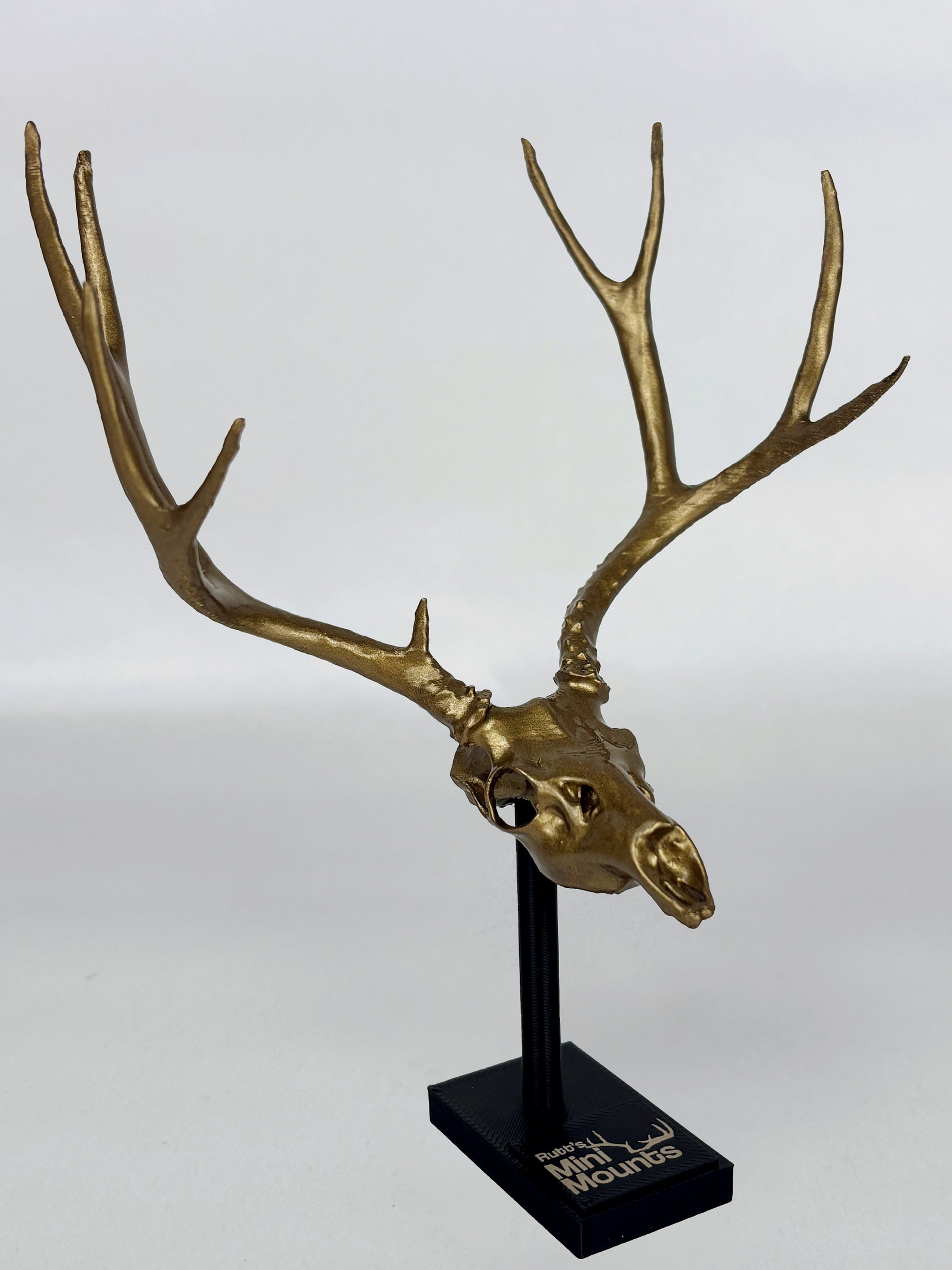 Custom Mini Single Color Euro Mount / Skull (ANY SPECIES)