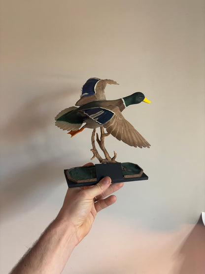 mini duck mount, replica duck mount, waterfowl mounts, mini waterfowl mount, mini replica mount, mini muley