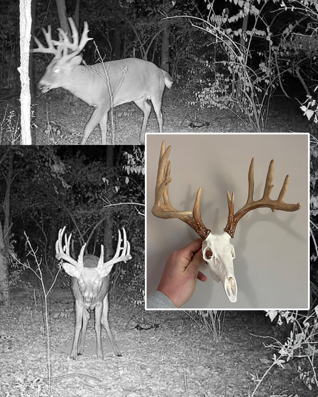 Mini Mimics | Painted Euro Mount (White Tail, Elk, and Mule Deer Only) - EXTRA LARGE