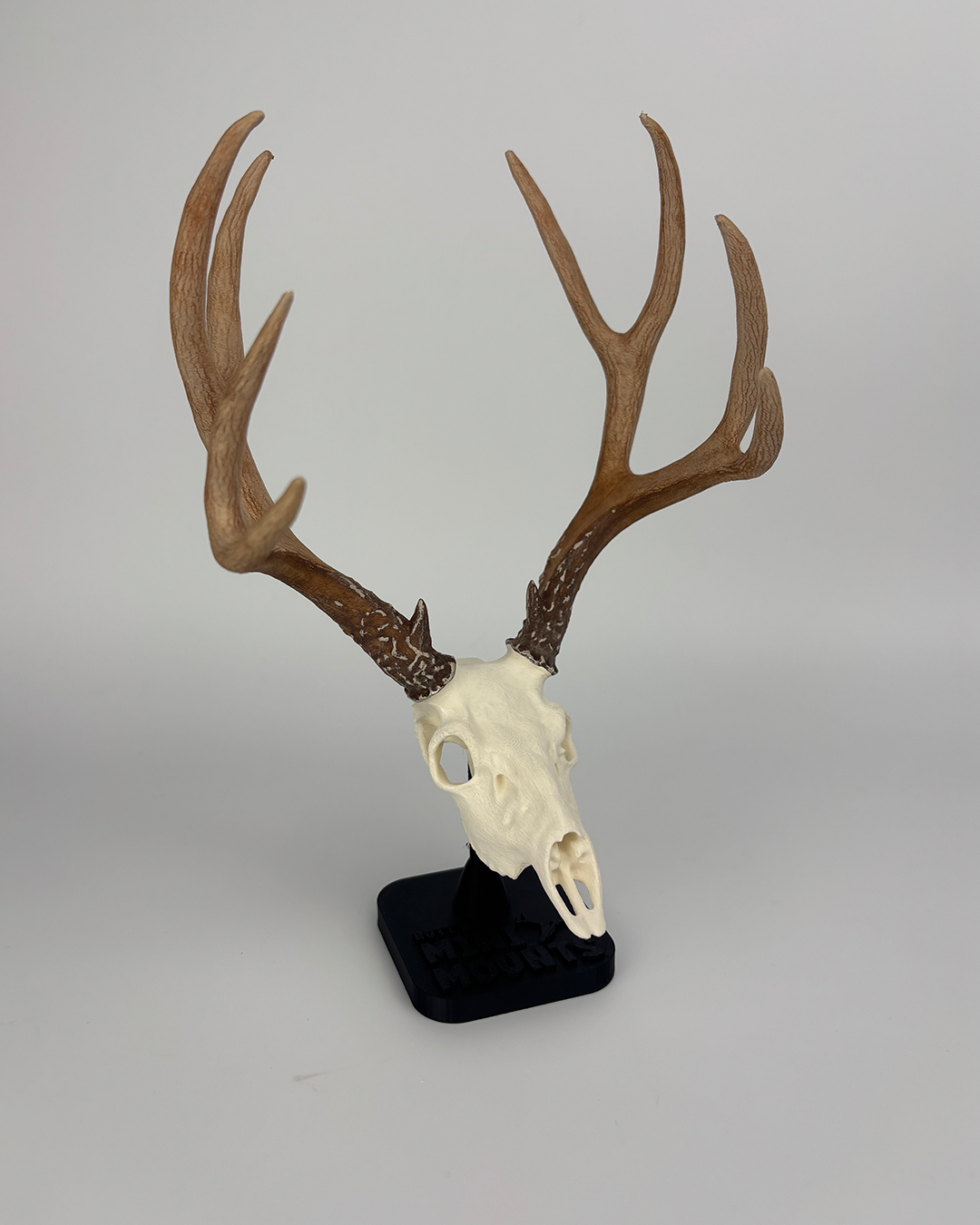 Mini Mule Deer Euro Mount - Stock Edition – Raccoon Rigs