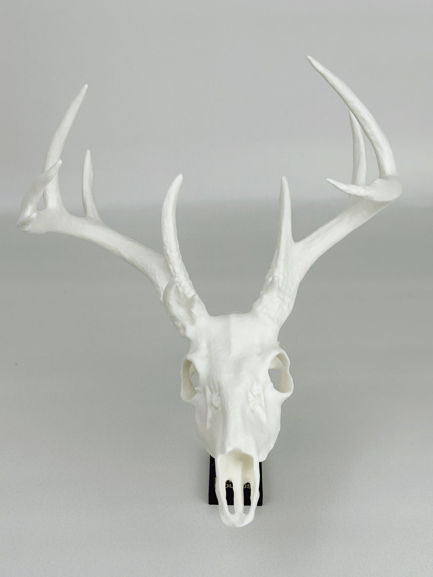 Custom Mini Single Color Euro Mount / Skull (ANY SPECIES)