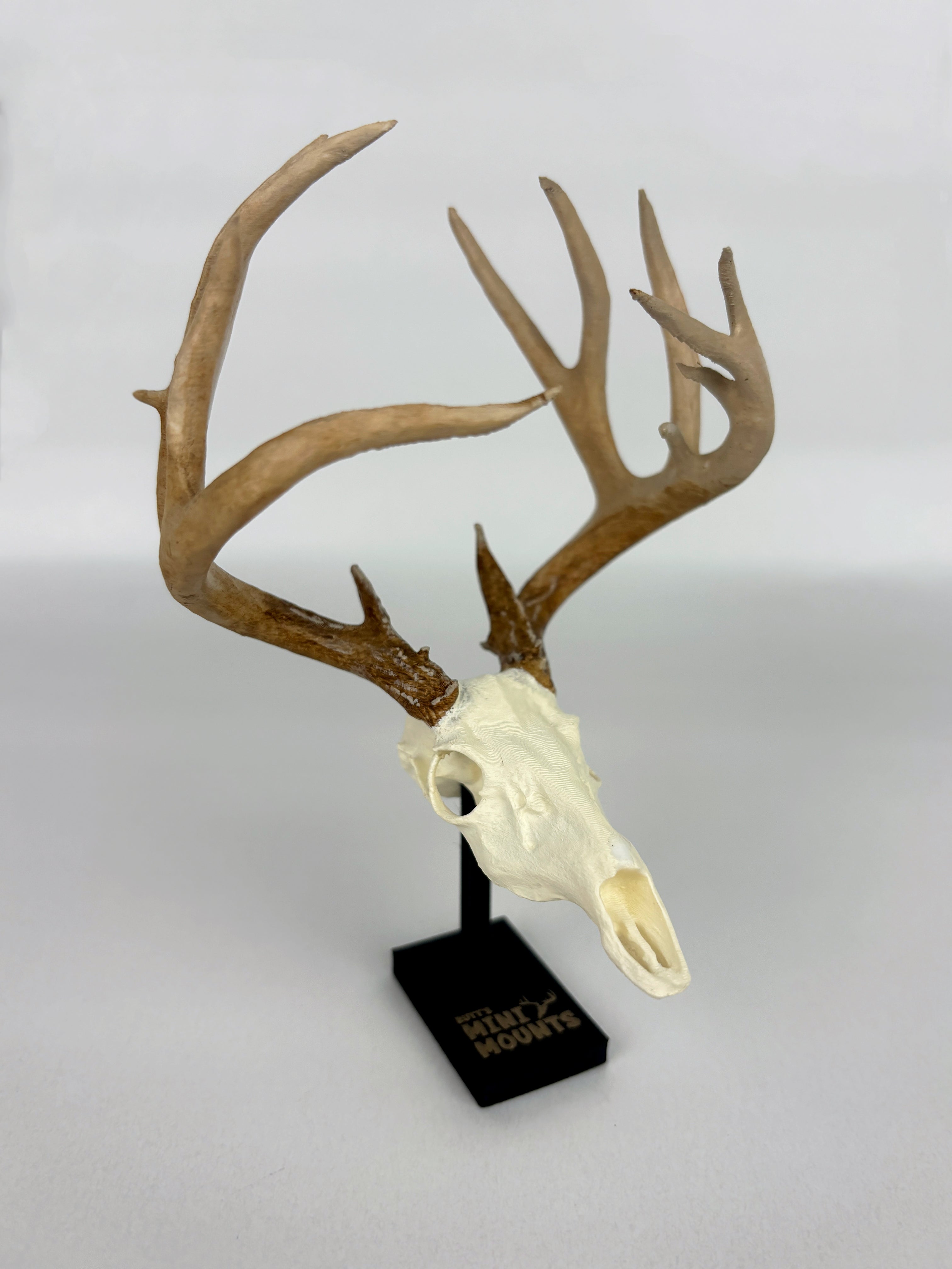 Replica Trophy Mounts | Rutt's Mini Mounts – Raccoon Rigs